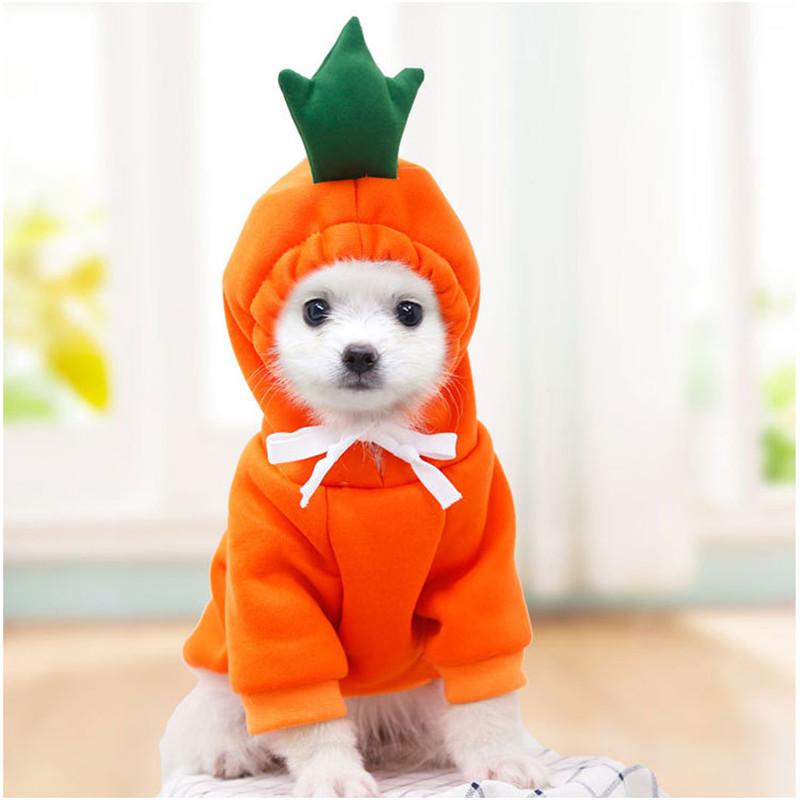 Winter Clothing Pictures - Pakaian Anjing Buah Lucu untuk Anjing